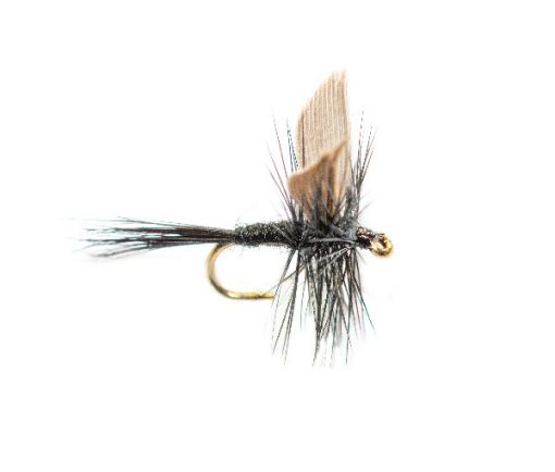 Black Gnat Winged Dry Fly, available at teh Fly Shop Online, Fish Fishing Flies