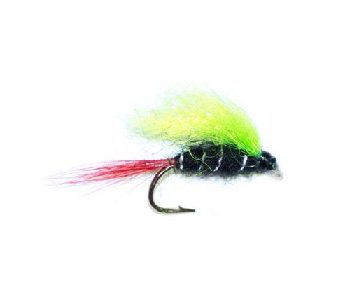 Christmas Tree Nymph