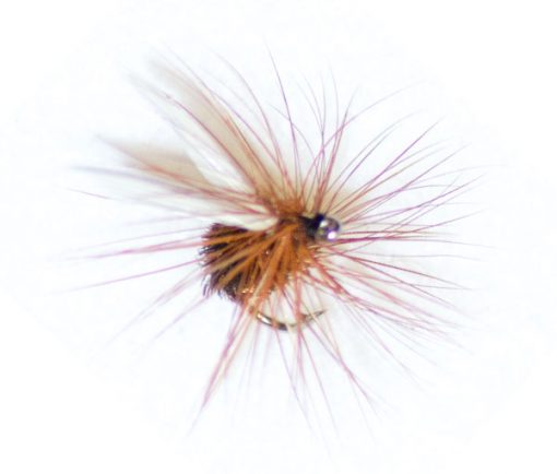Coachman Winged