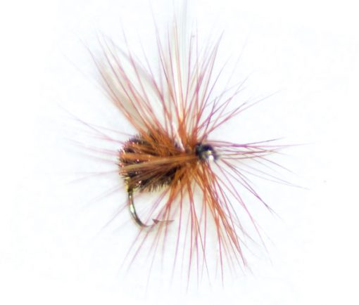 Coachman Winged - Image 3