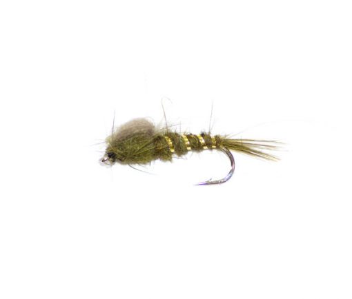 Olive emerger CDC - Image 2