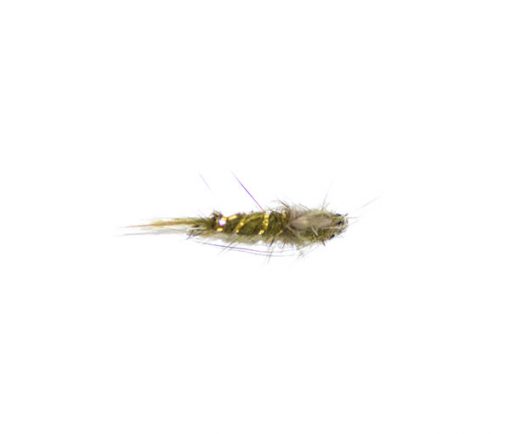 Olive emerger CDC - Image 4
