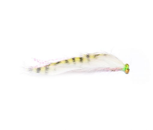 White Striped Snake - Image 4