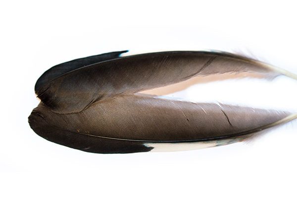 Waterburn Natural Range Mallard Wing Feathers