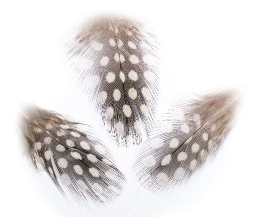 Guinea Fowl Plume Hackles, Waterburn Fly Tying Packs of 25