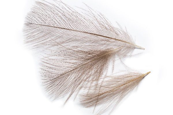 Hand Selected CDC Feathers