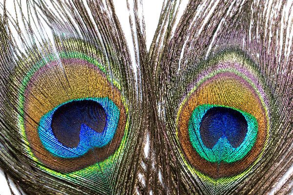 Peacock Eye Tail Feathers