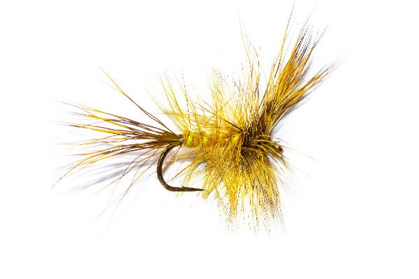 Irish Loch Mayfly