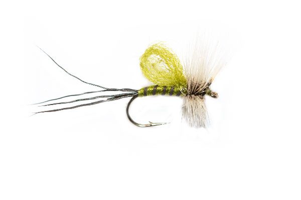 Loopwing Mayfly