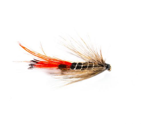 New Yorkie - Image 3
