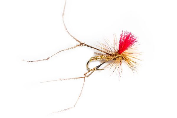 Ginger Daddy Long Legs Red Hot Spot Parachute