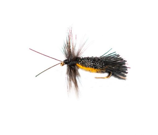 Horned Black Goddard Orange Belly Caddis Sedge - Image 2