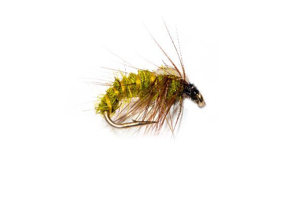Olive Sedge Nymph