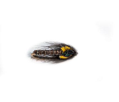 Quill Olive and Black Spider - Image 4