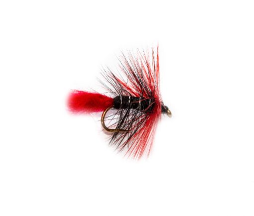 Red Blood Zulu Warrior