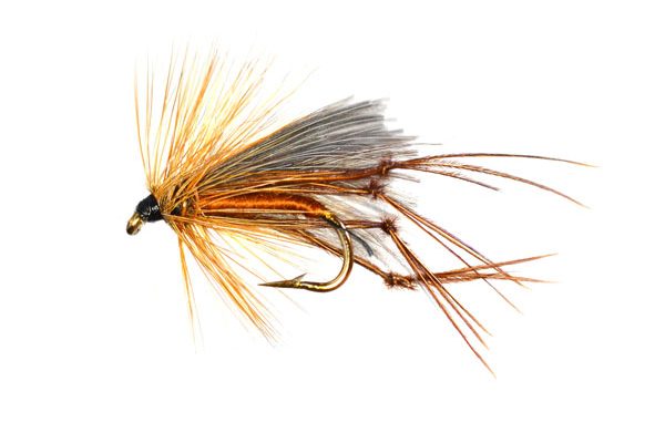 CDC Fiery Brown Leggy Hopper